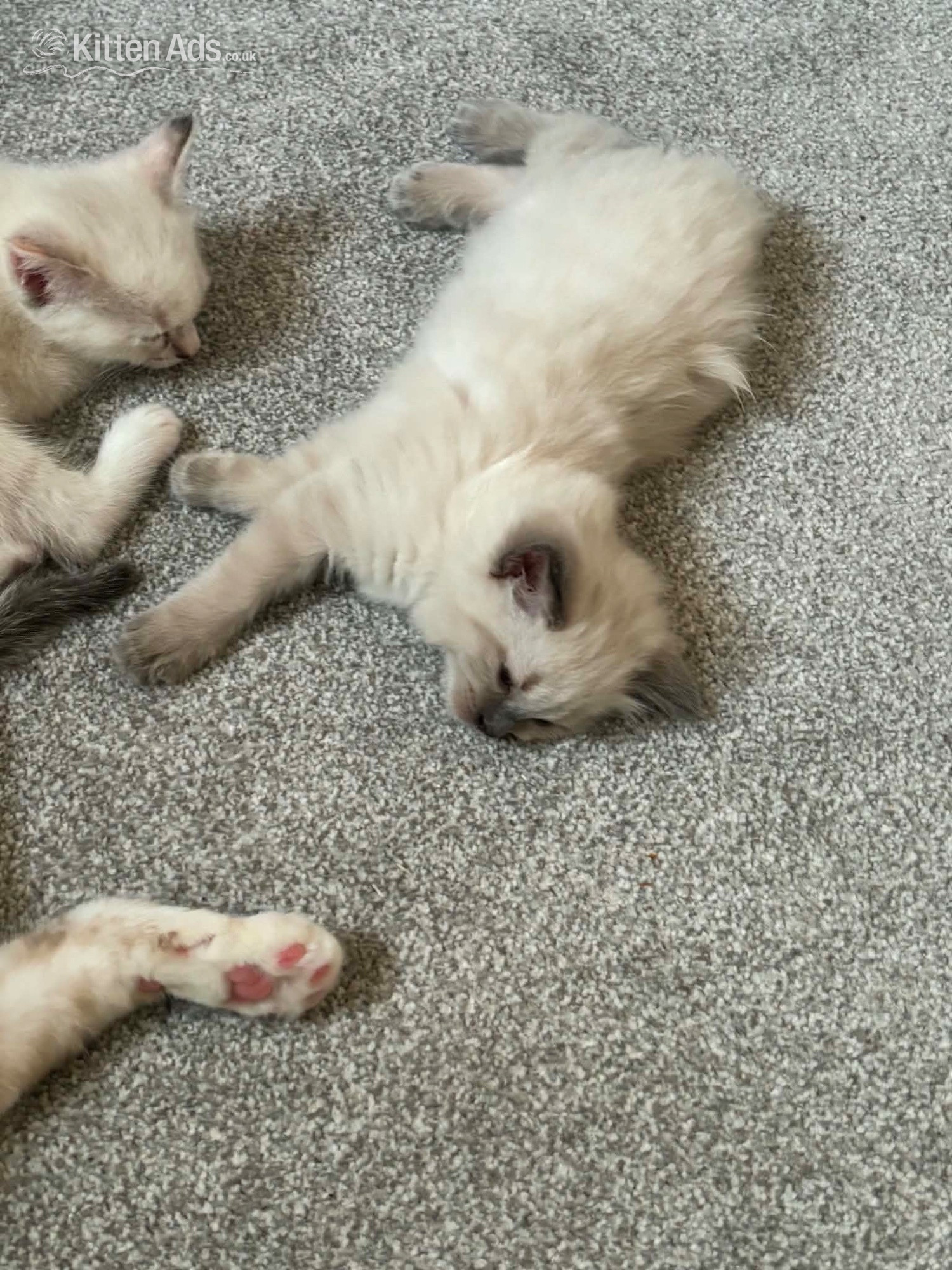 Ragdoll - Beautiful ragdoll kittens 