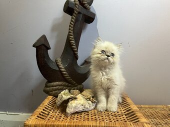 Ready Now. 3 blue colourpoint Persian kittens (M)