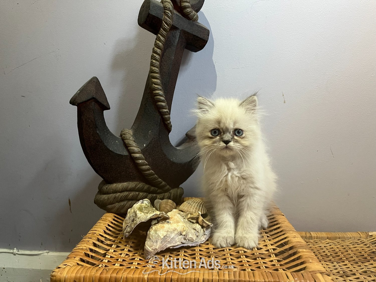 Persian Cats and Kittens