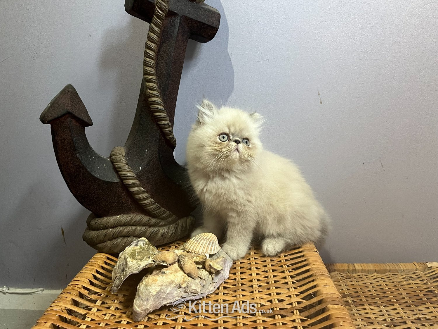 Persian - Ready Now. NOW ONLY 2 remaining blue colourpoint Persian kittens (M)