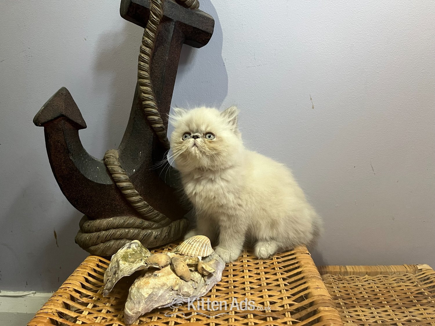 Ready Now. NOW ONLY 2 remaining blue colourpoint Persian kittens (M) - Persian