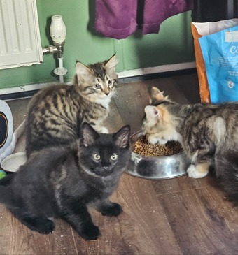 X2 Boy kittens