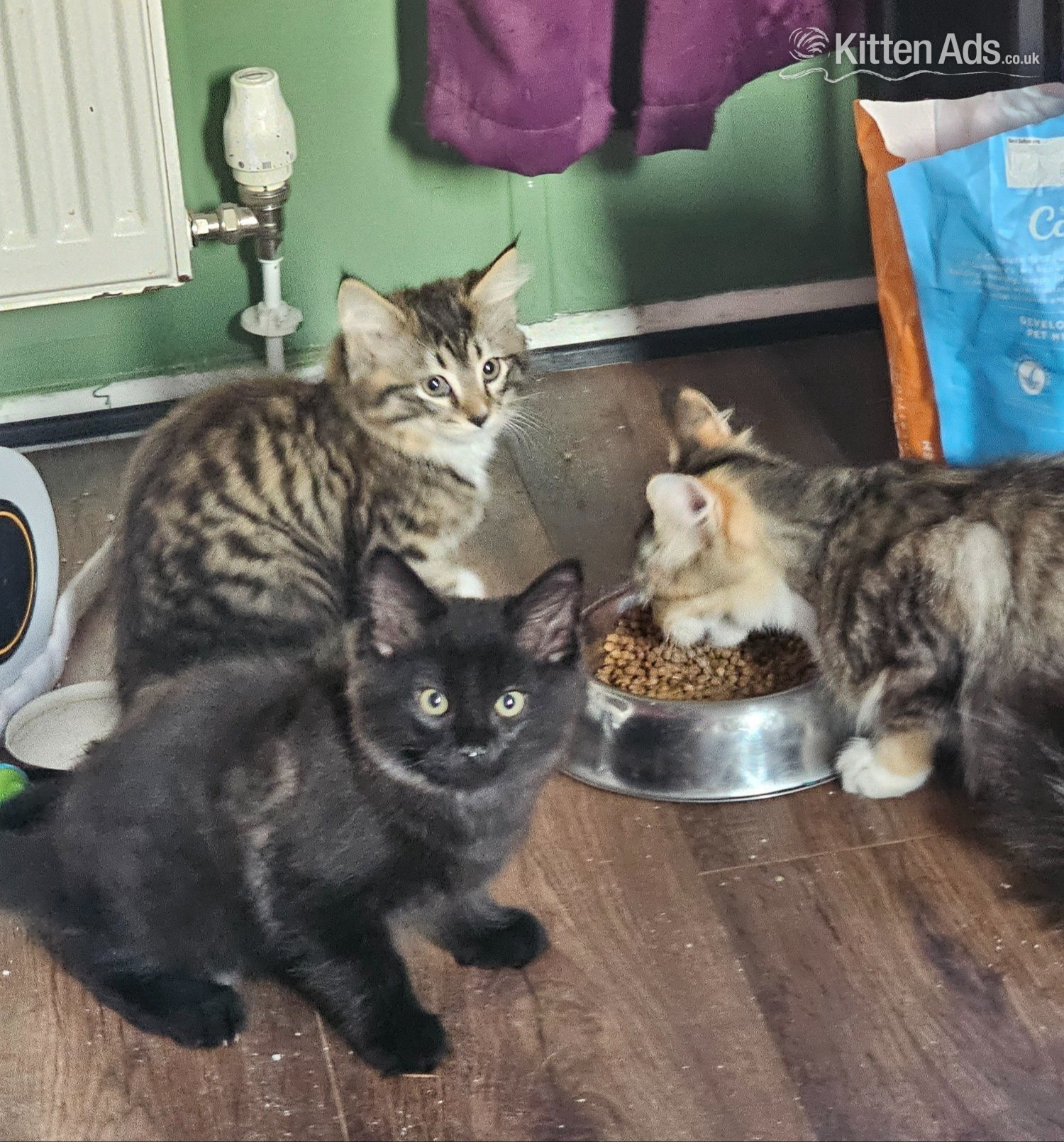 X2 Boy kittens in {LOCATION}