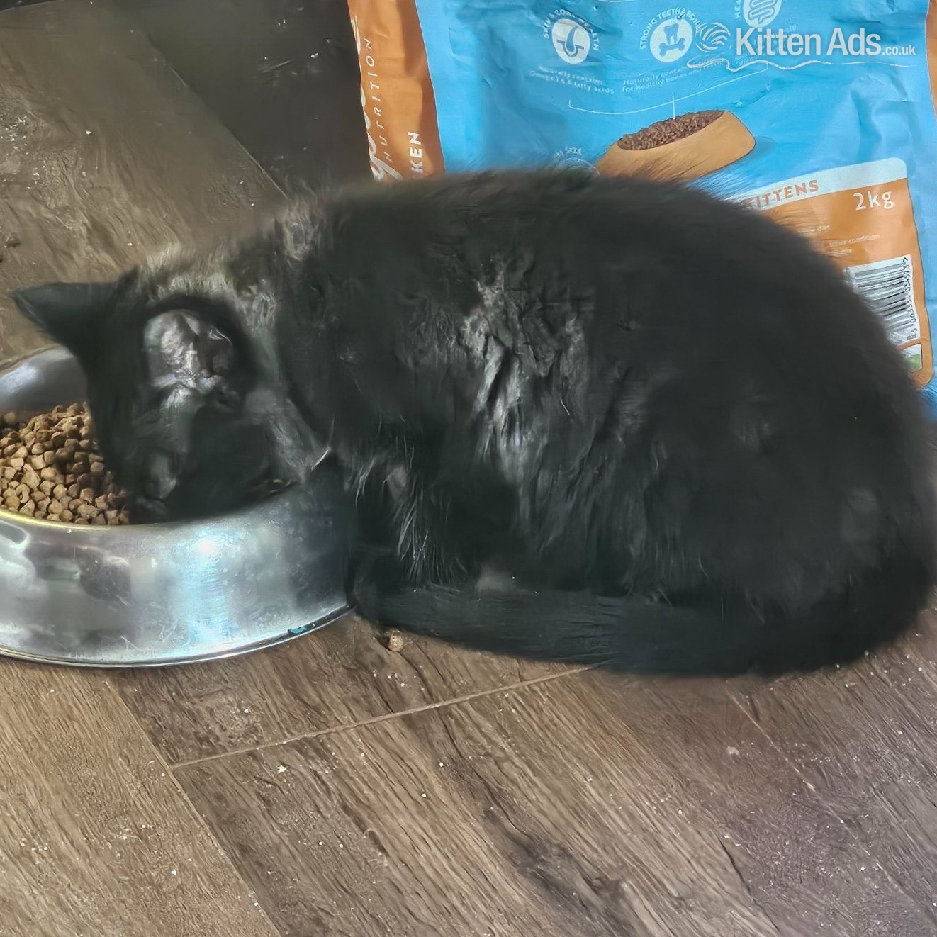  Cats and Kittens