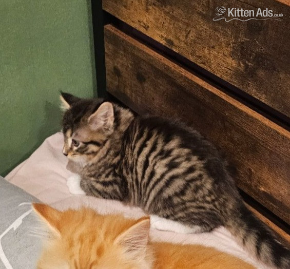  - X2 Boy kittens