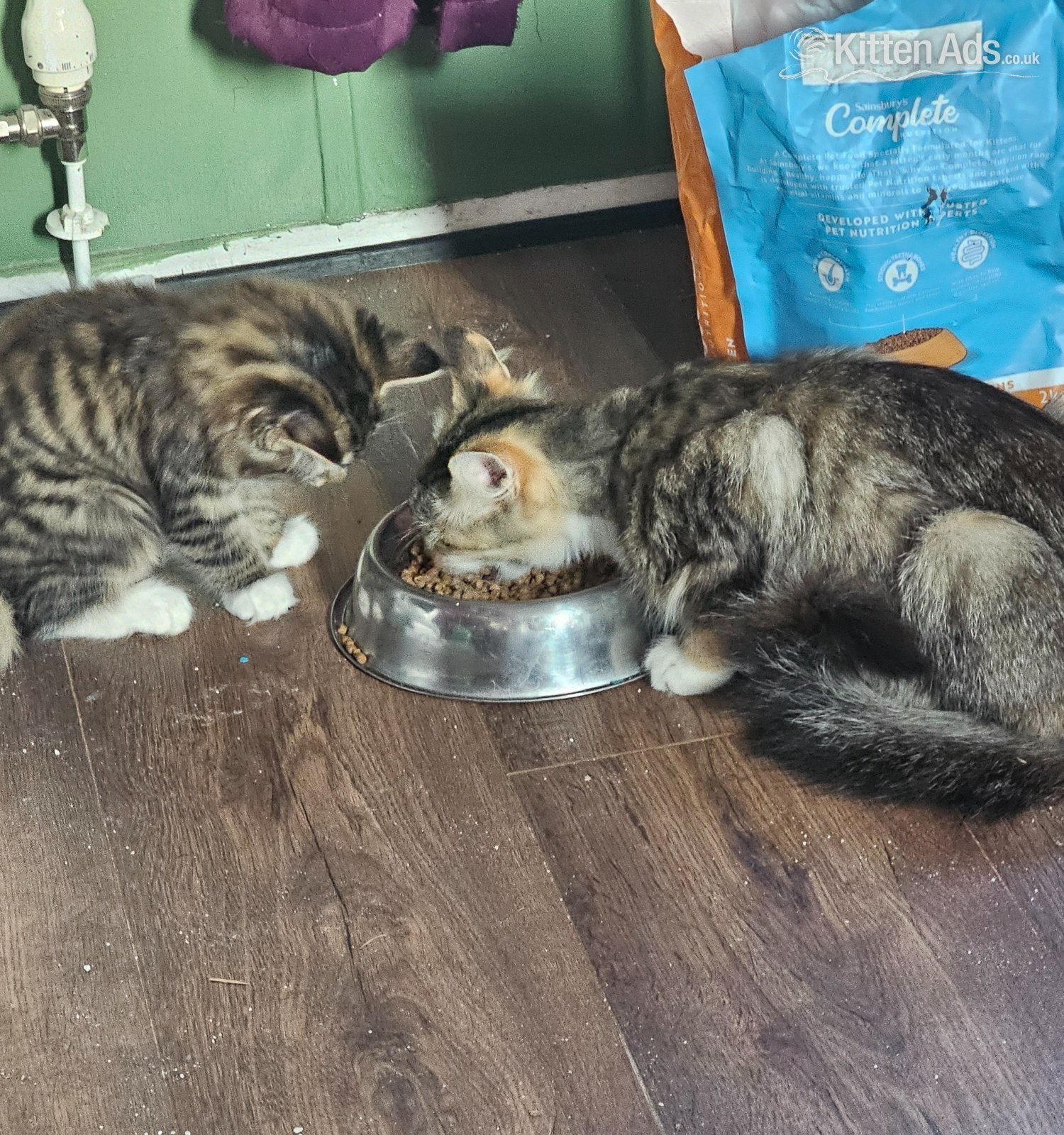 X2 Boy kittens - 