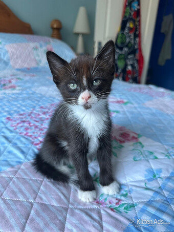 LAST  black and white adorable male kitten for sale