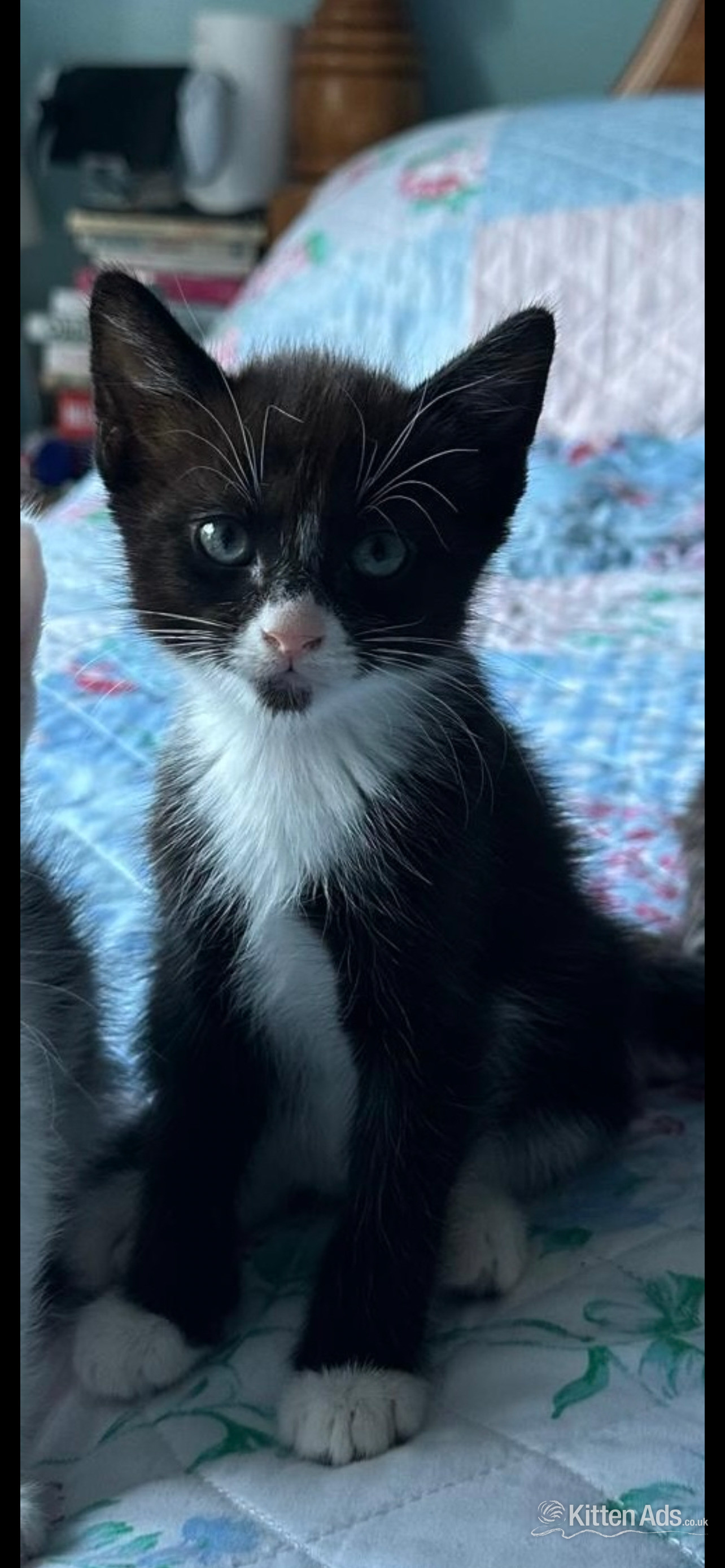  Cats and Kittens