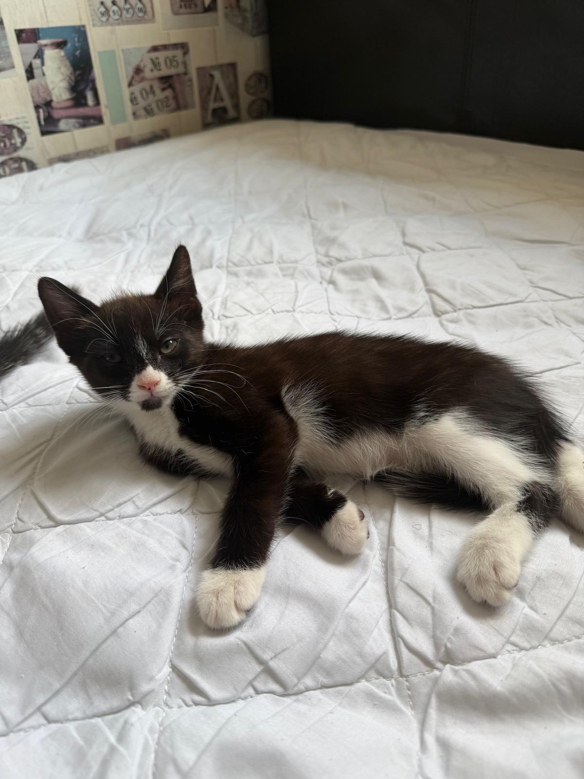 LAST  black and white adorable male kitten for sale - 