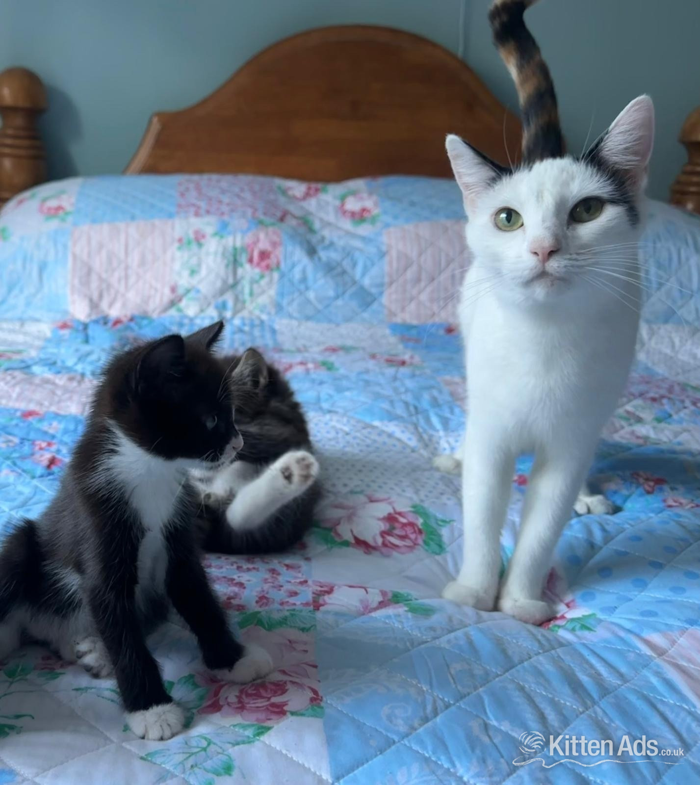  - LAST  black and white adorable male kitten for sale