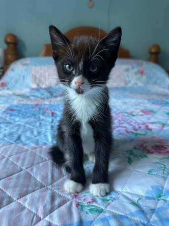 One white and black male and one black and white male kitten for sale