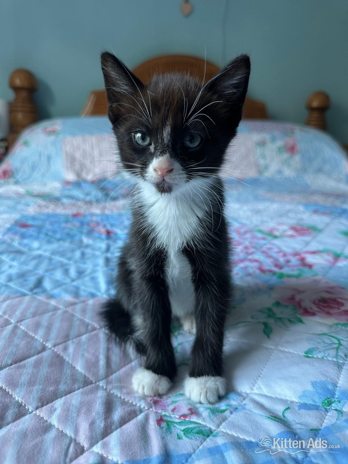 One white and black male and one black and white male kitten for sale in {LOCATION}