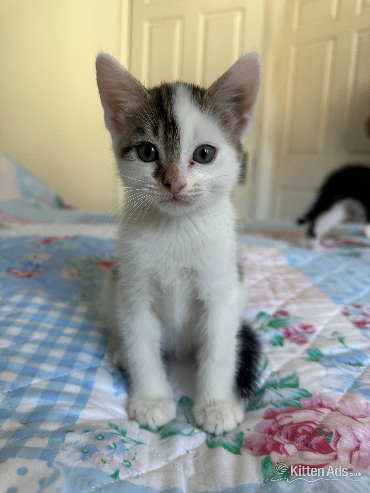 Cats and Kittens
