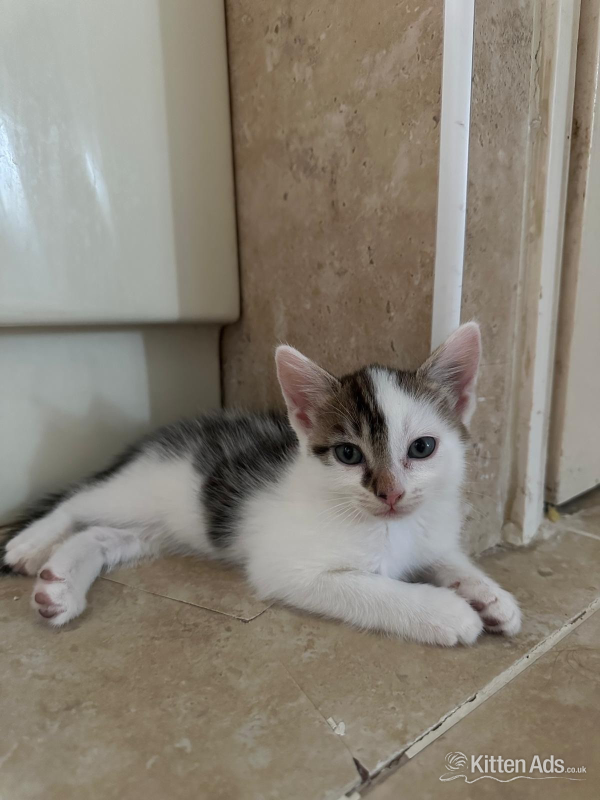  - One white and black male and one black and white male kitten for sale