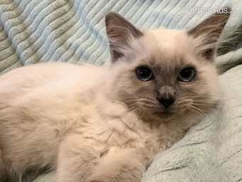 Pure Blue Point Ragdoll Kittens 