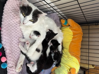 Black and White fluffy kittens 