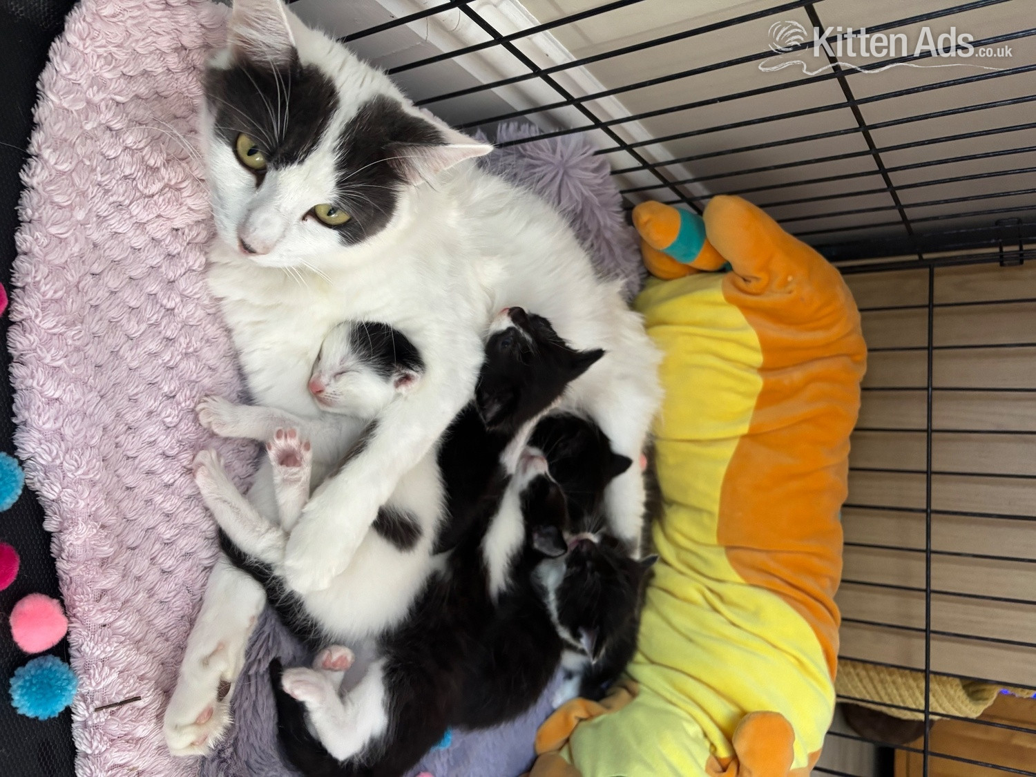 Black and White fluffy kittens  in {LOCATION}