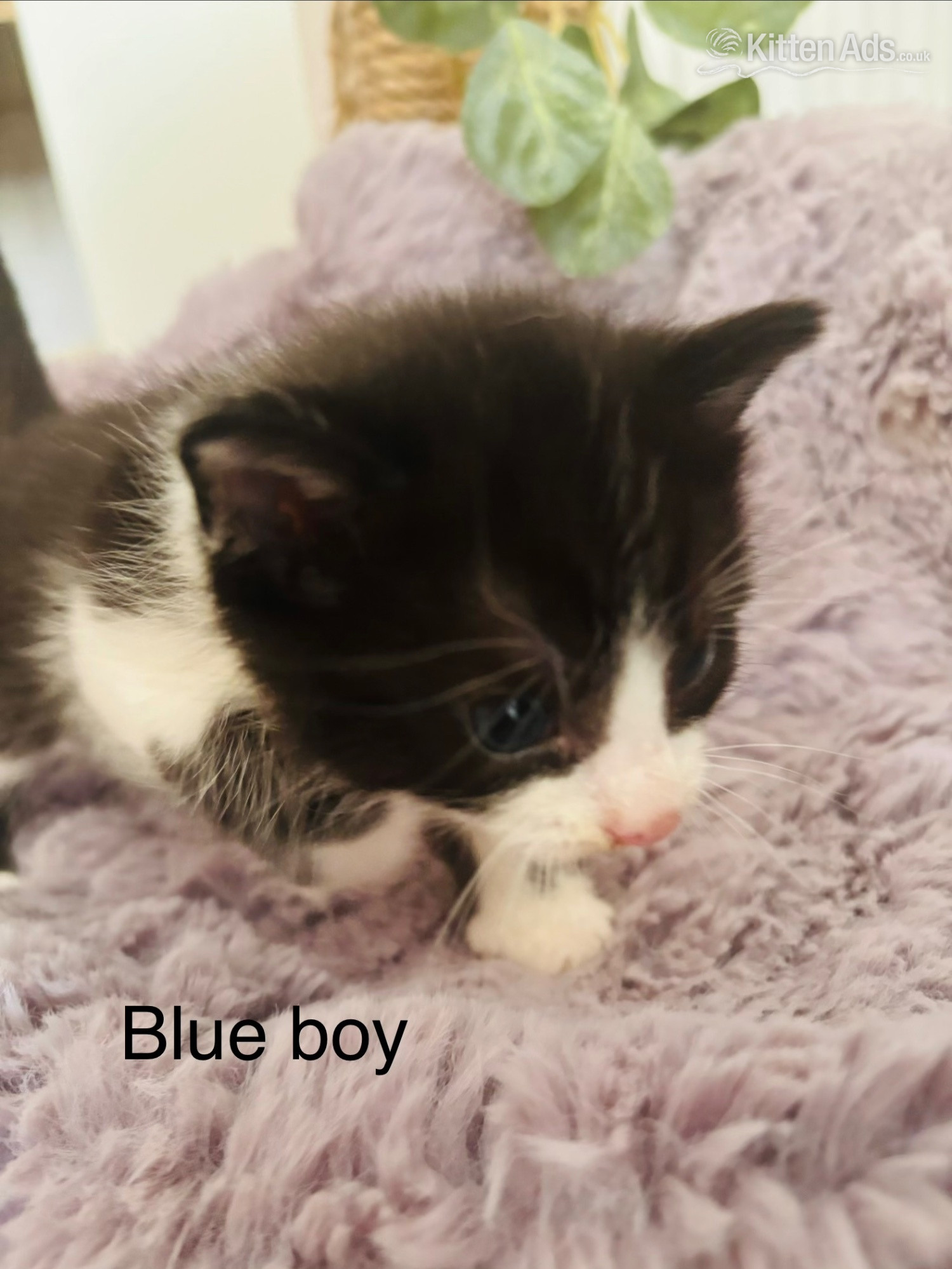  Cats and Kittens