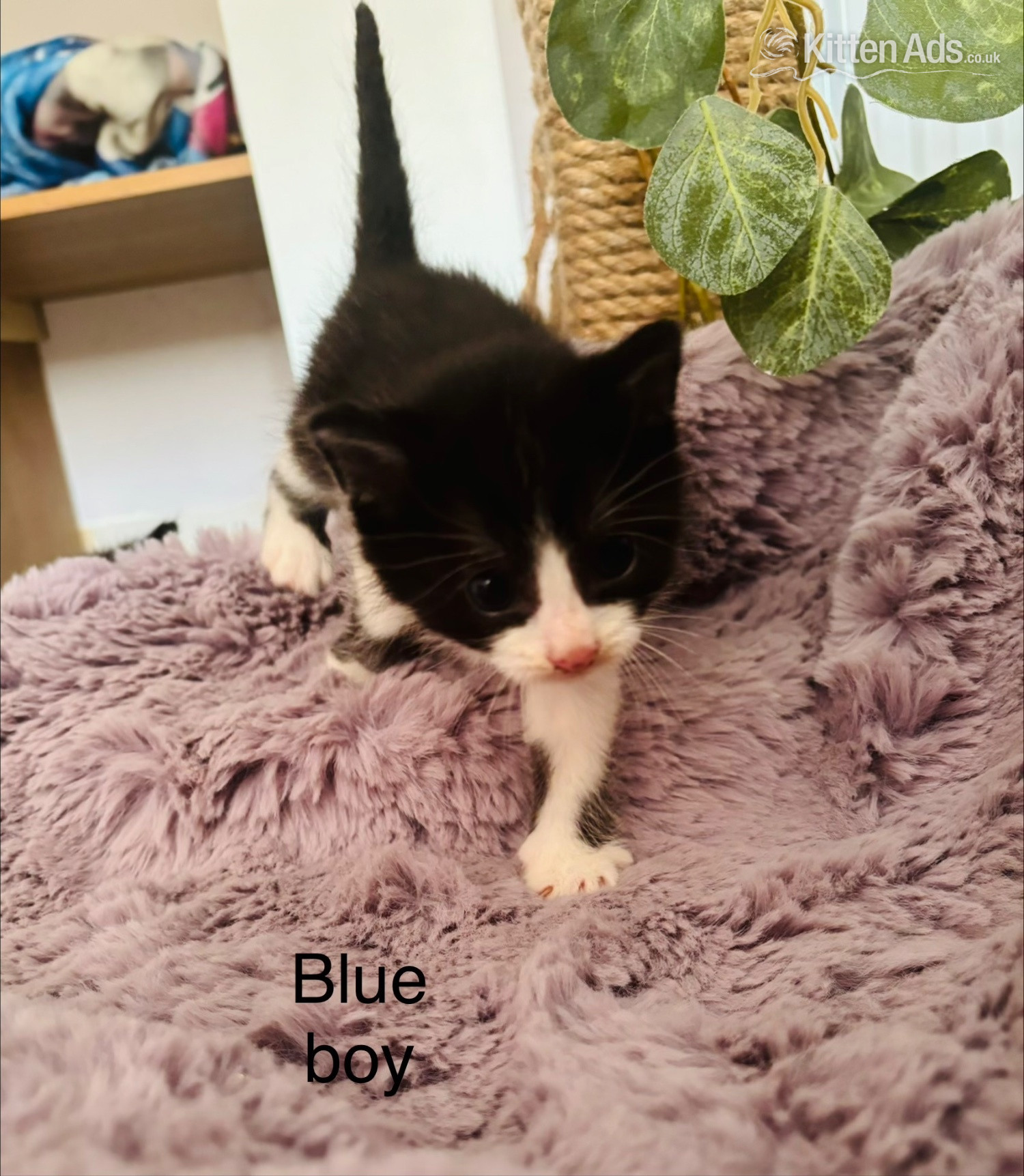  - Black and White fluffy kittens 