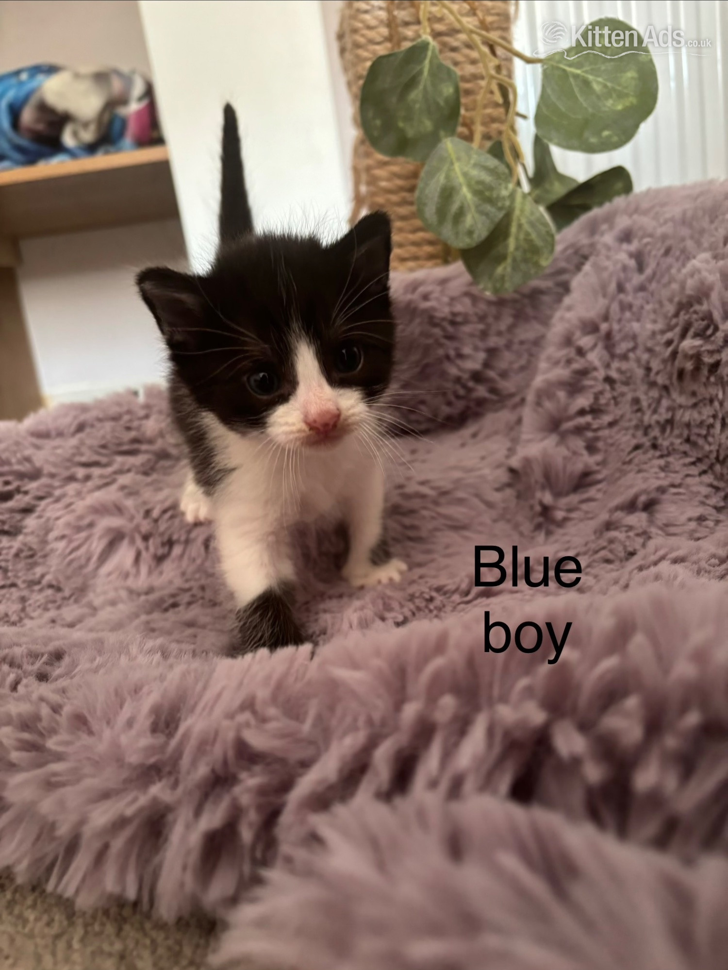 Black and White fluffy kittens  - 