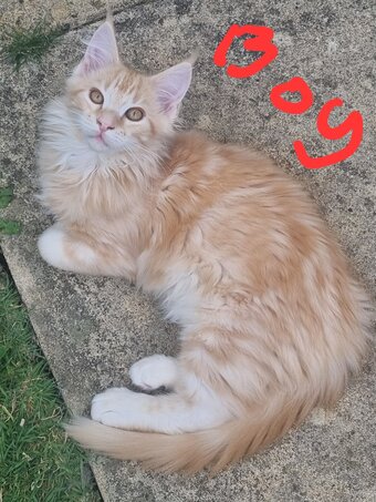 Reduced GCCF registered red and black silver maine coons 