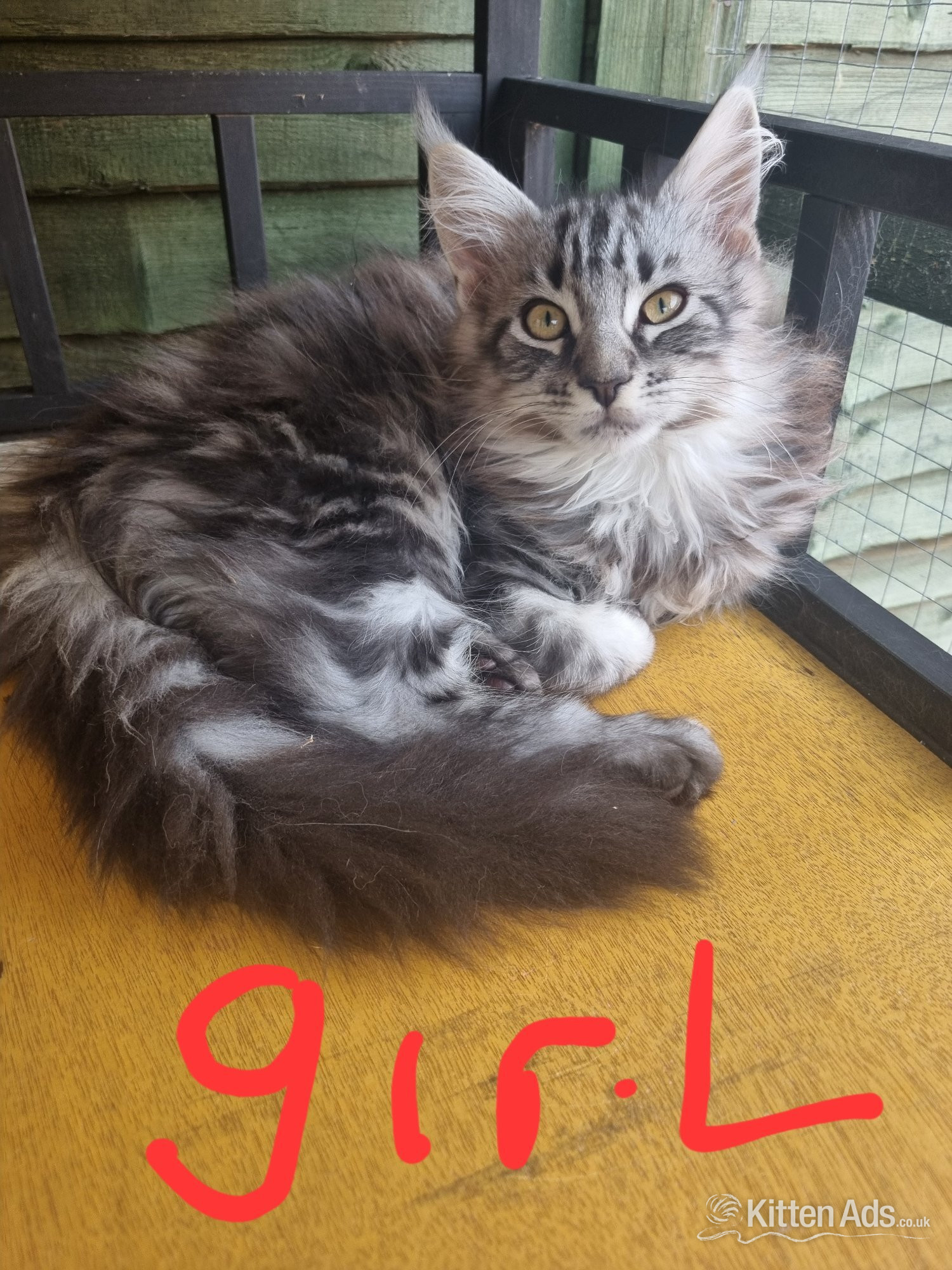 Maine Coon