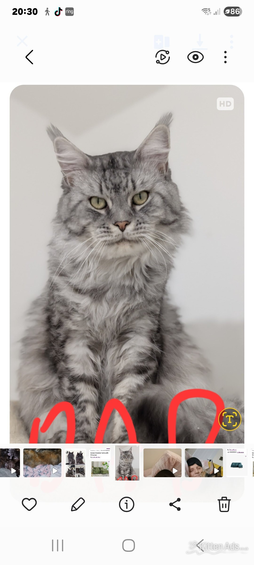 Maine Coon - Reduced GCCF registered red and black silver maine coons 