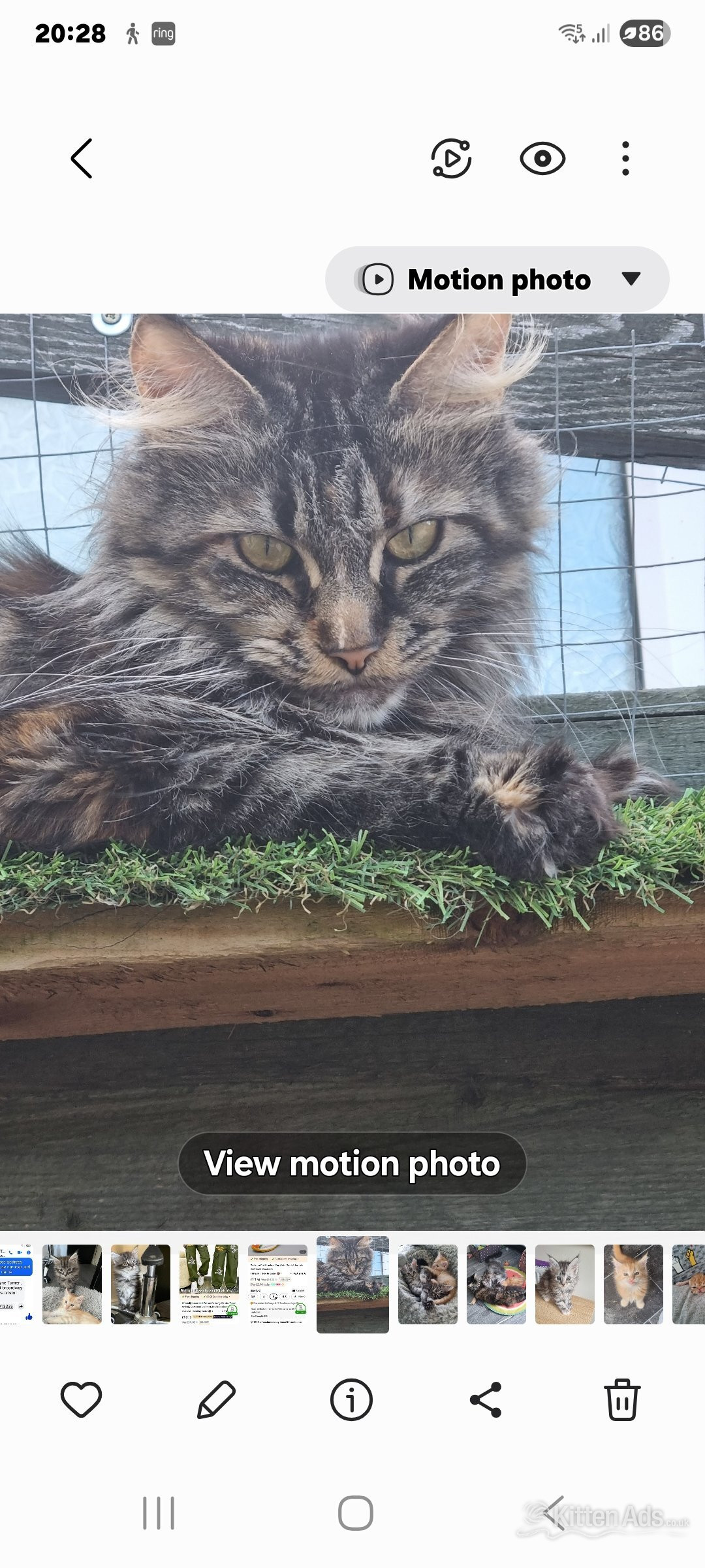 Reduced GCCF registered red and black silver maine coons  - Maine Coon