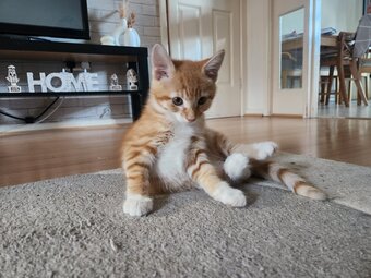 Gorgeous and playful kittens looking for humans (£170 for both!)