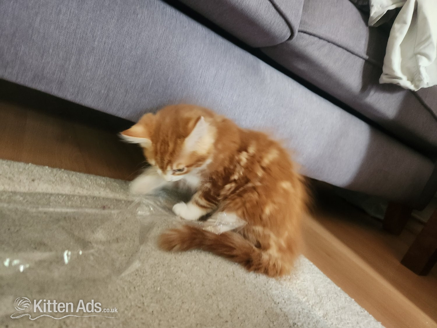 Maine Coon Cats and Kittens