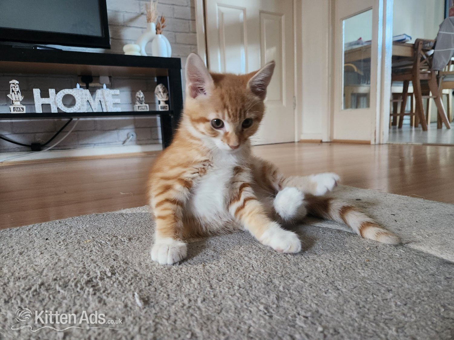 Maine Coon - Gorgeous and playful kittens looking for humans (£170 for both!)
