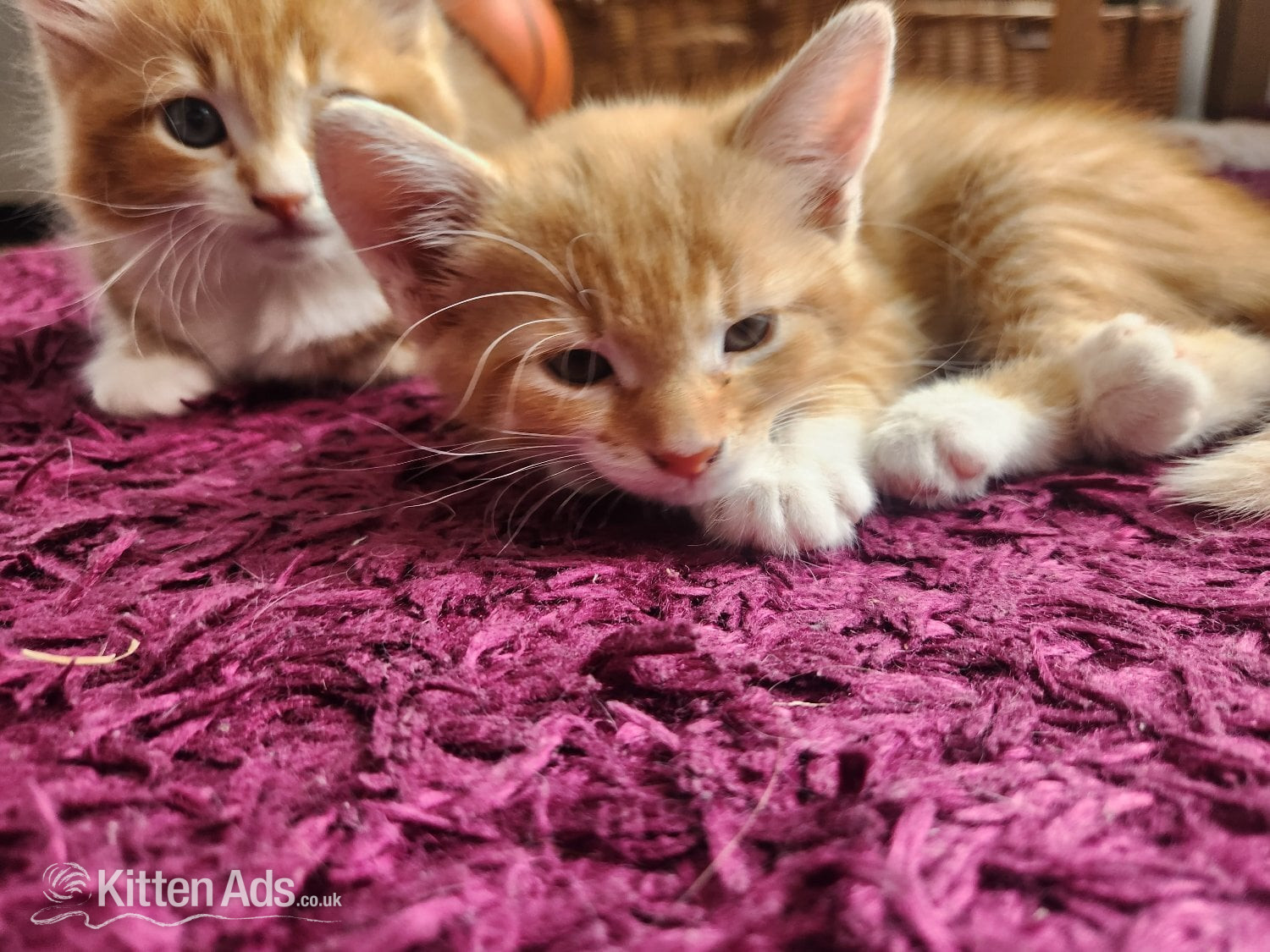 Two Gorgeous Ginger Main Coon Kittens ready for collection (£300 for both!) in {LOCATION}