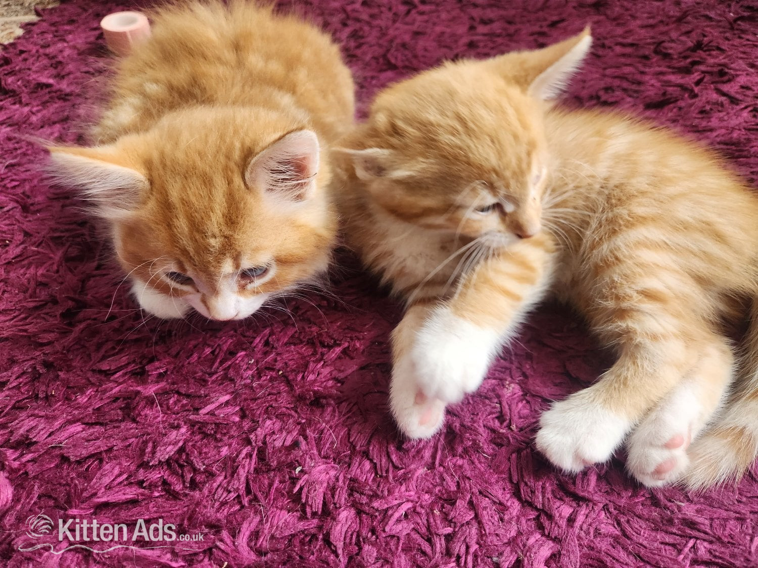 Maine Coon