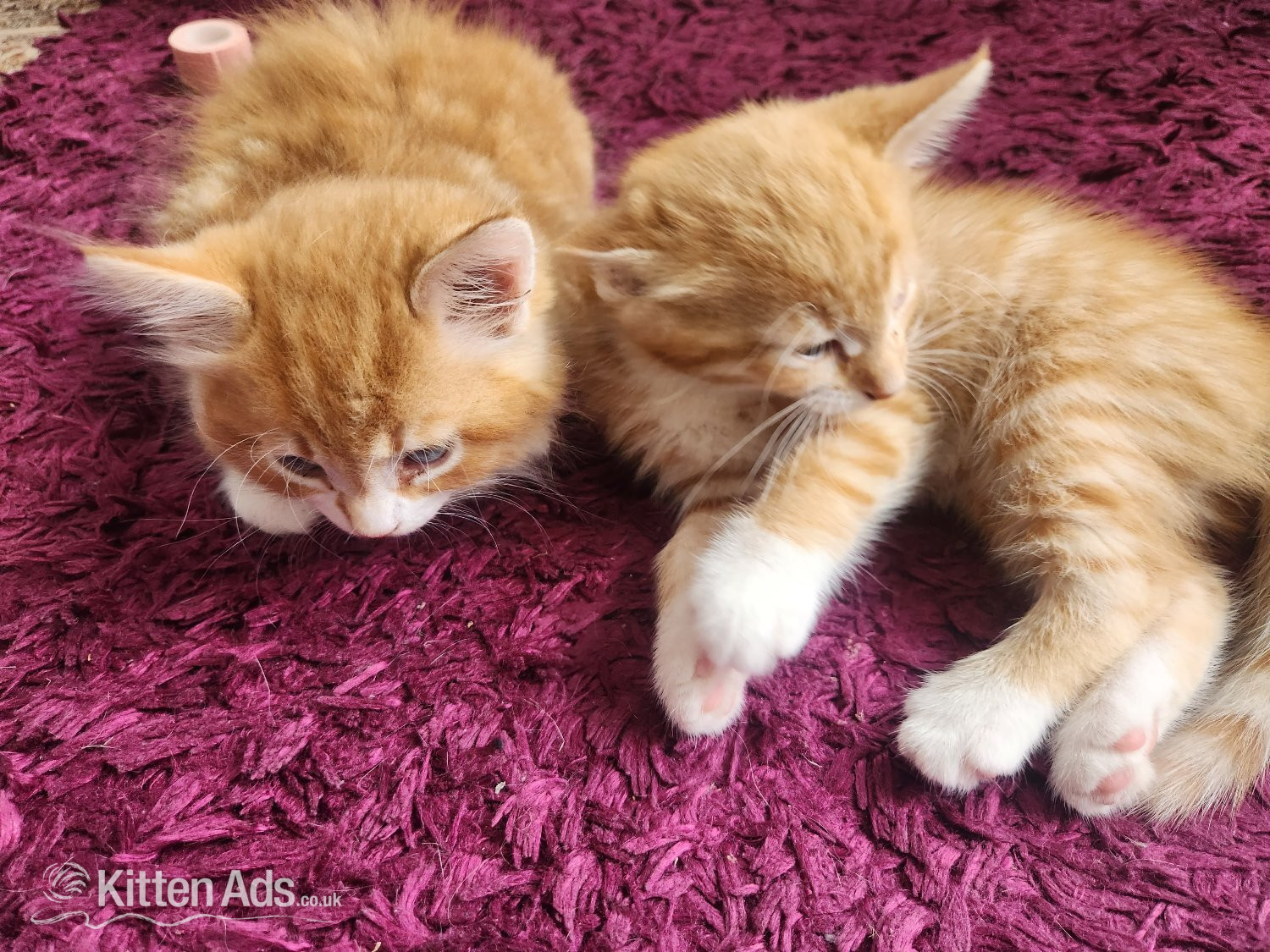Maine Coon