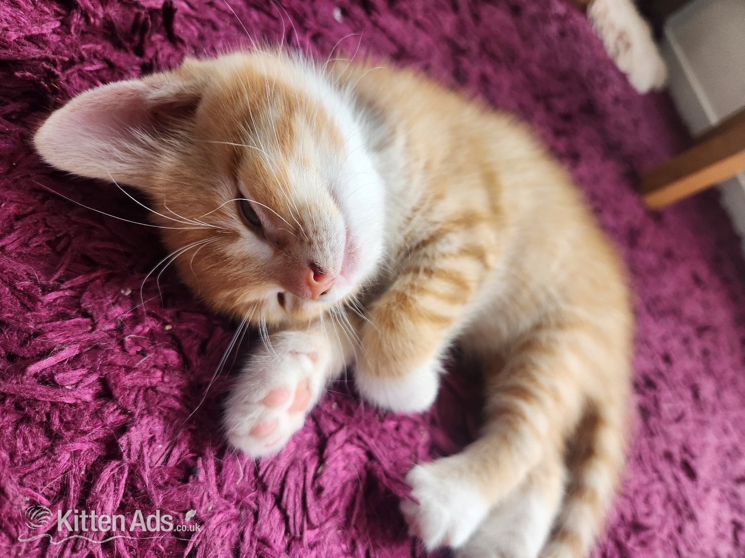 Maine Coon Cats and Kittens