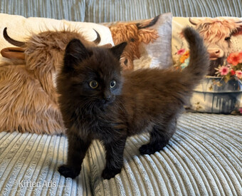 Brown Ragdoll Cross Kitten for Sale