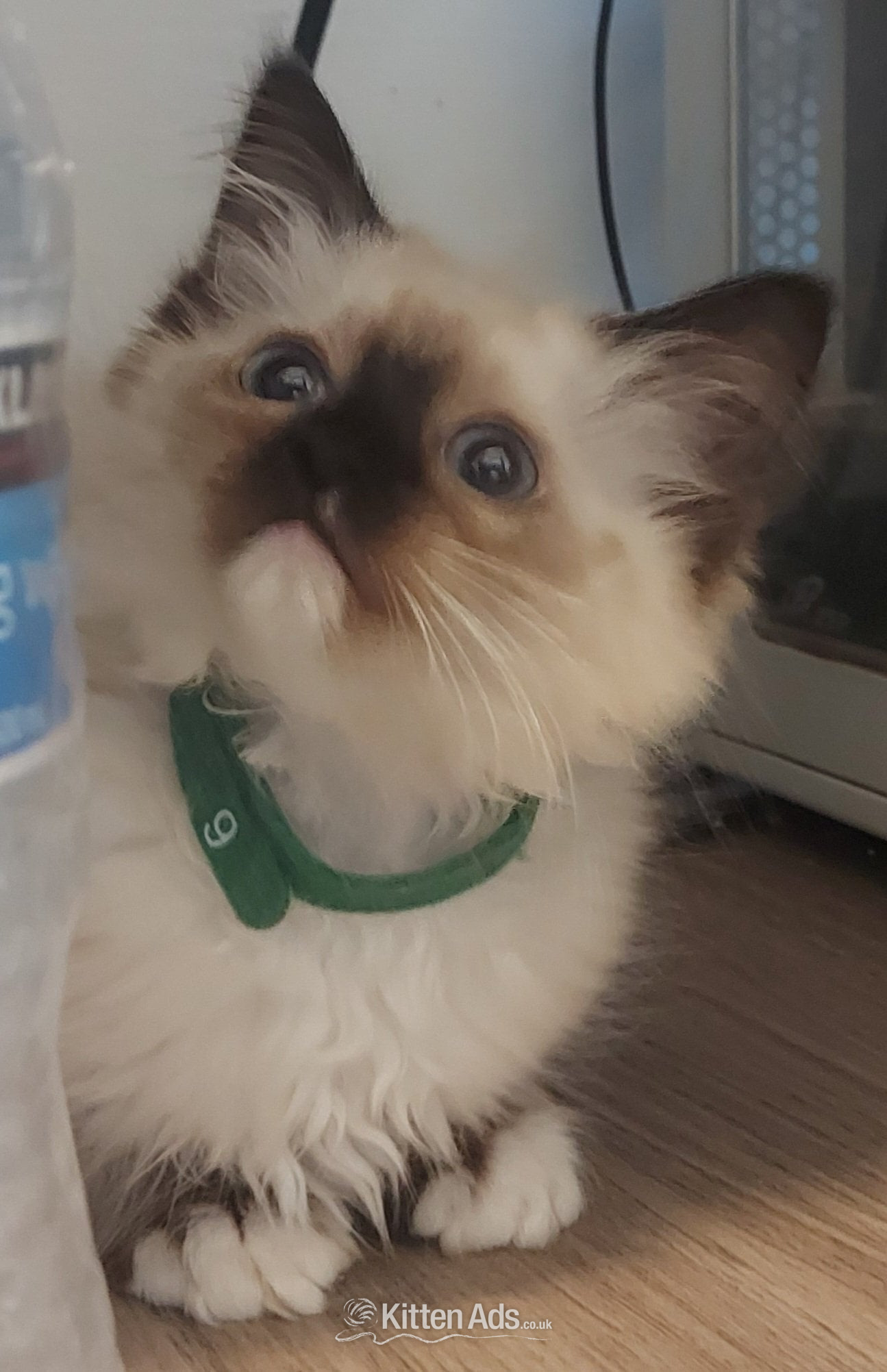 Purebred Ragdoll Kittens in {LOCATION}