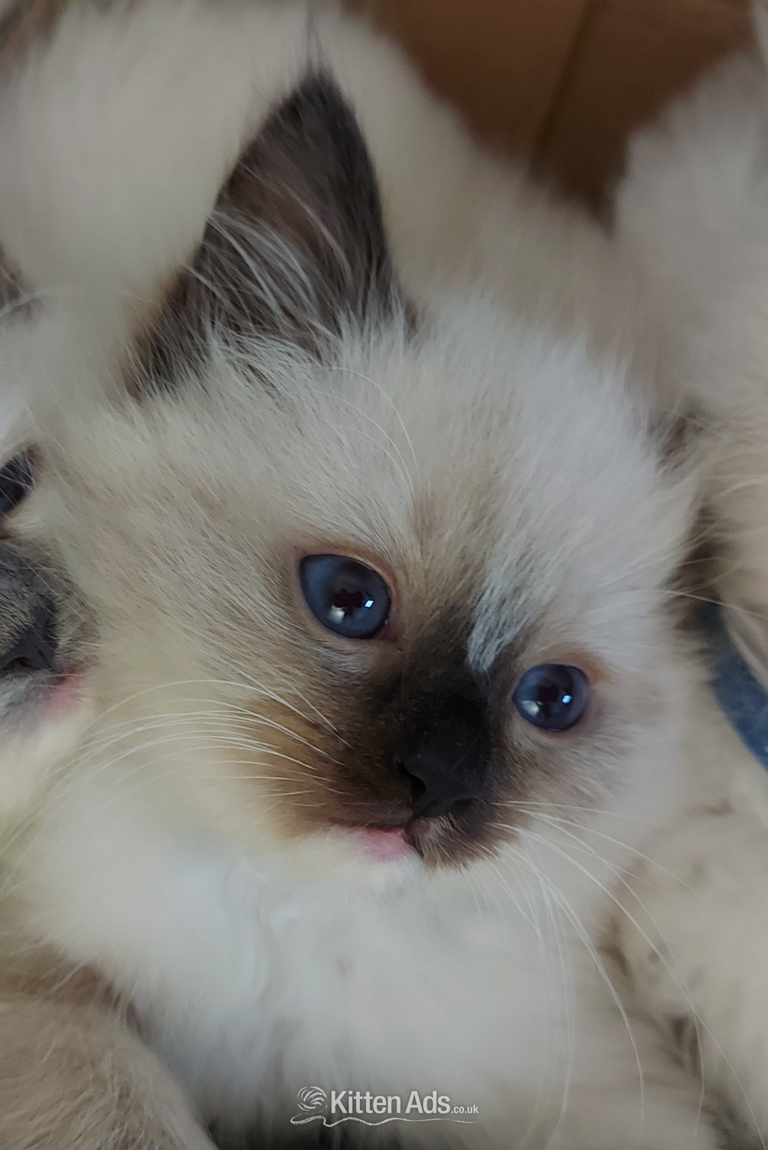 Ragdoll Cats and Kittens