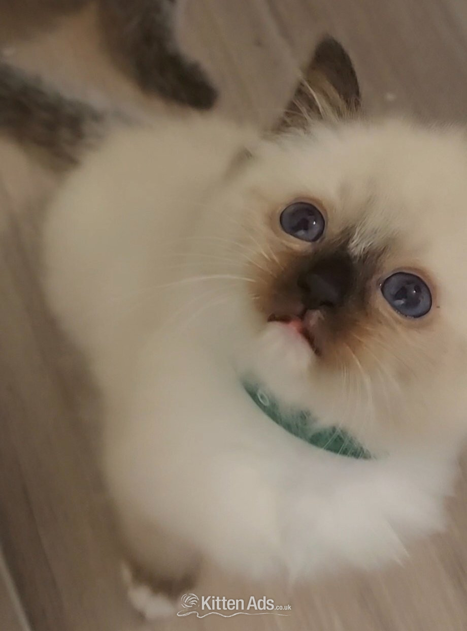 Ragdoll - Purebred Ragdoll Kittens