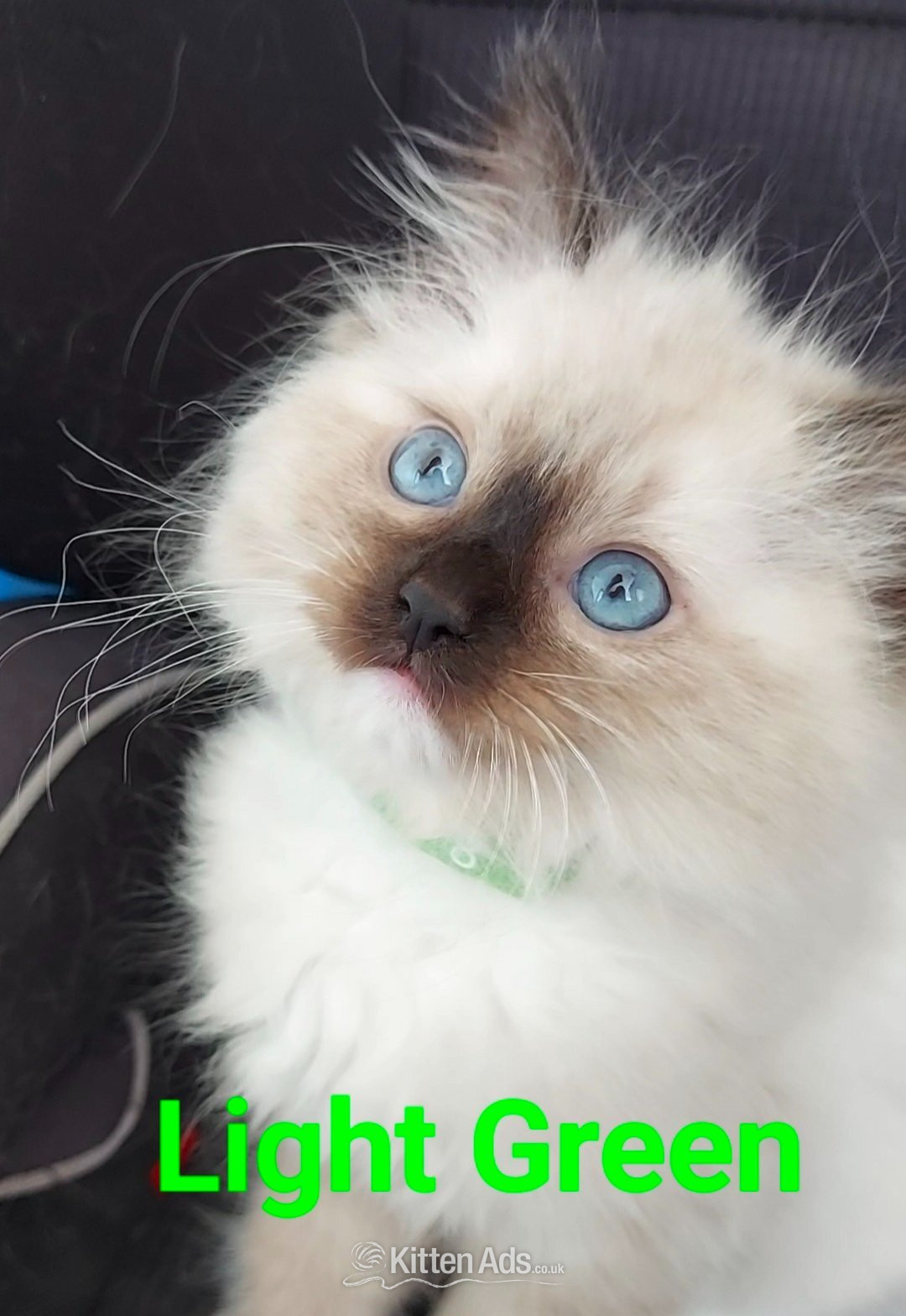 Purebred Ragdoll Kittens - Ragdoll