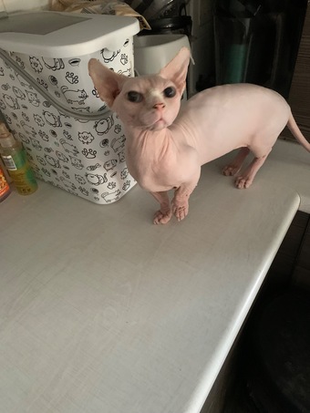 ? Stunning Bambino Male Available ?