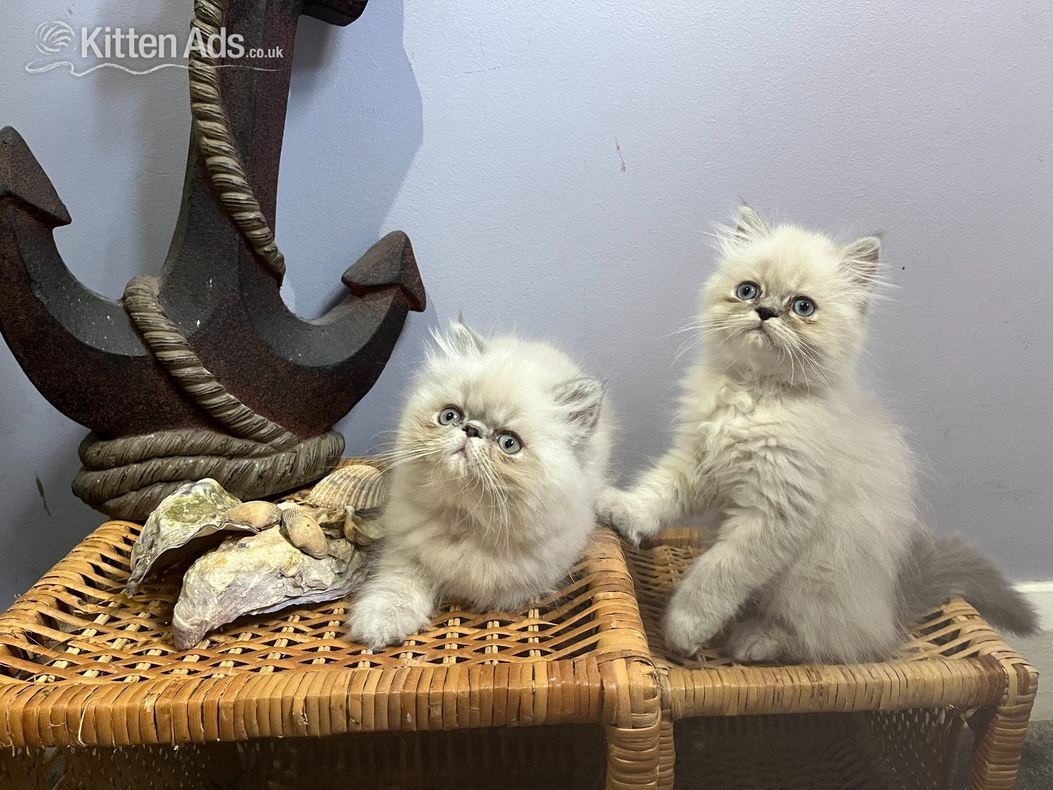 NOW ONLY 2 REMAINING , READY NOW STUNNING BLUE COLOURPOINT PERSIAN BOYS  in {LOCATION}