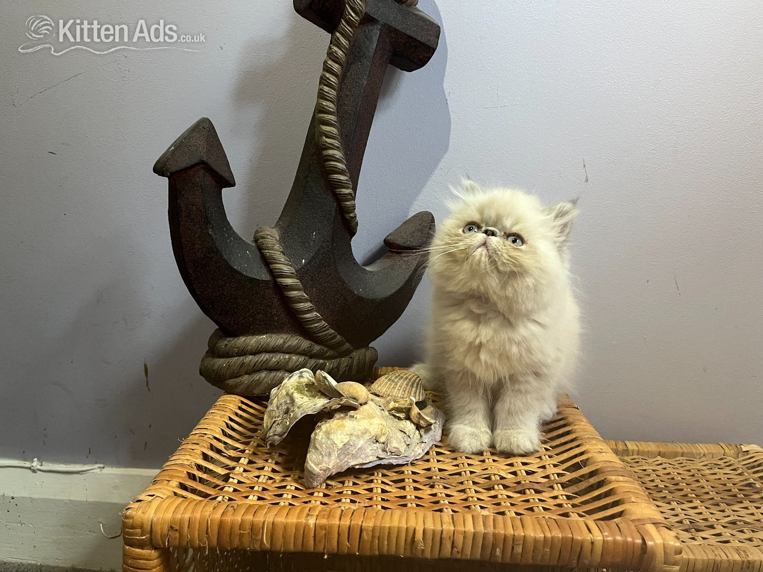 Persian Cats and Kittens
