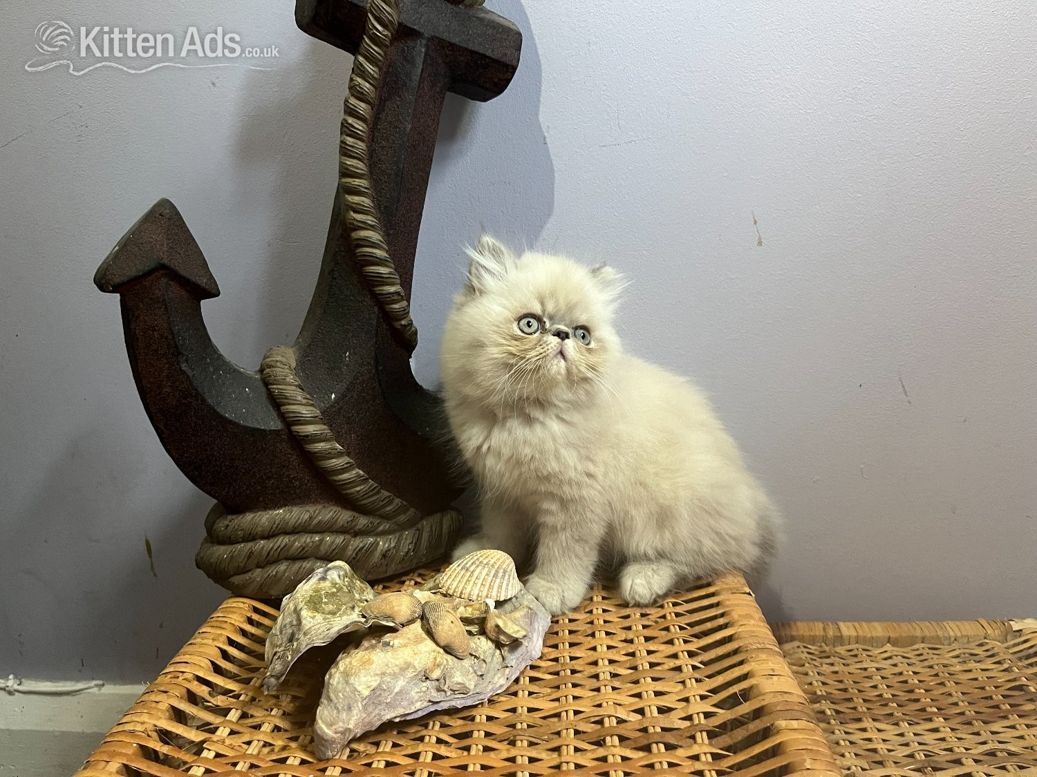 Persian - NOW ONLY 2 REMAINING , READY NOW STUNNING BLUE COLOURPOINT PERSIAN BOYS 