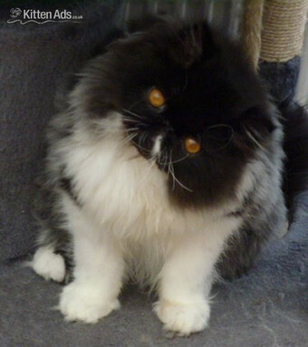Beautiful Persian Female Kitten