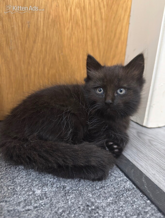 Beautiful Kitten Ragdoll &amp; British Shorthair mix 