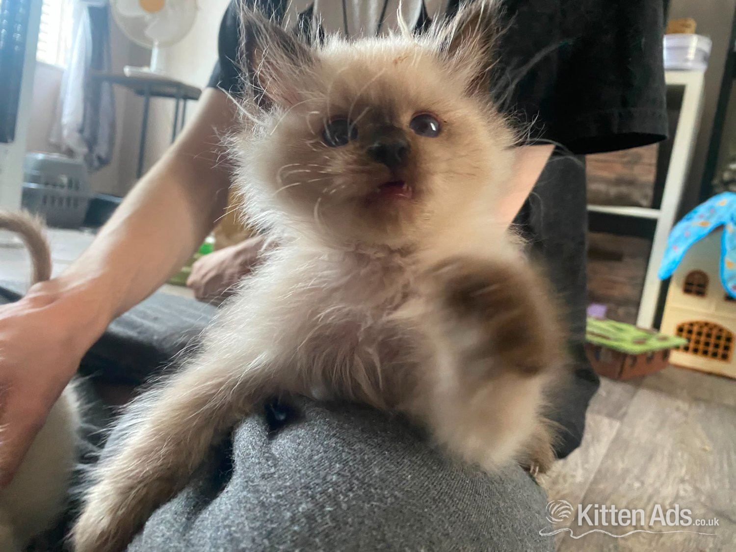 Beautiful playfull seal point Ragdoll in {LOCATION}