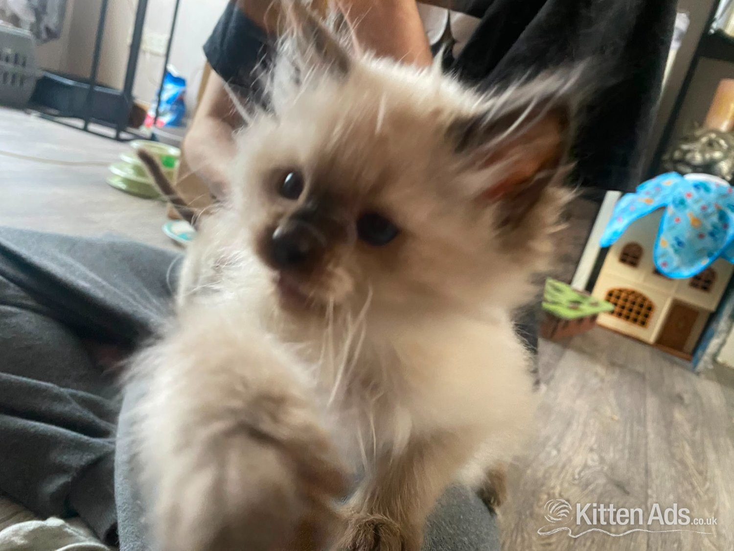 Ragdoll