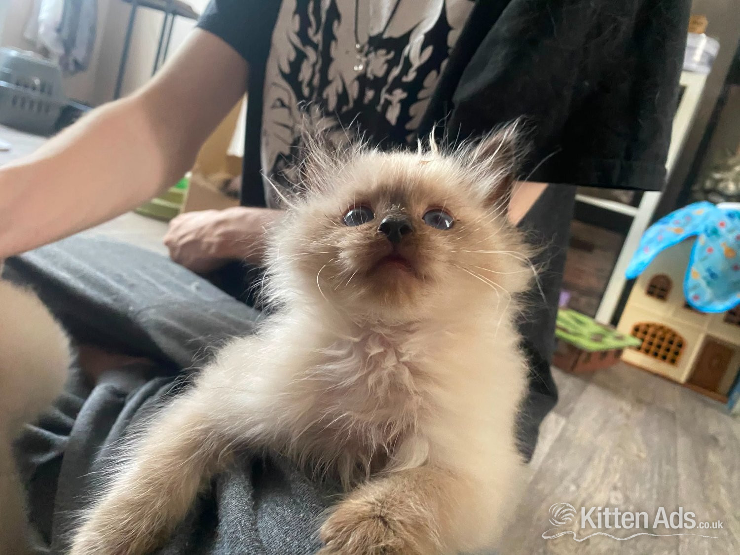 Ragdoll Cats and Kittens