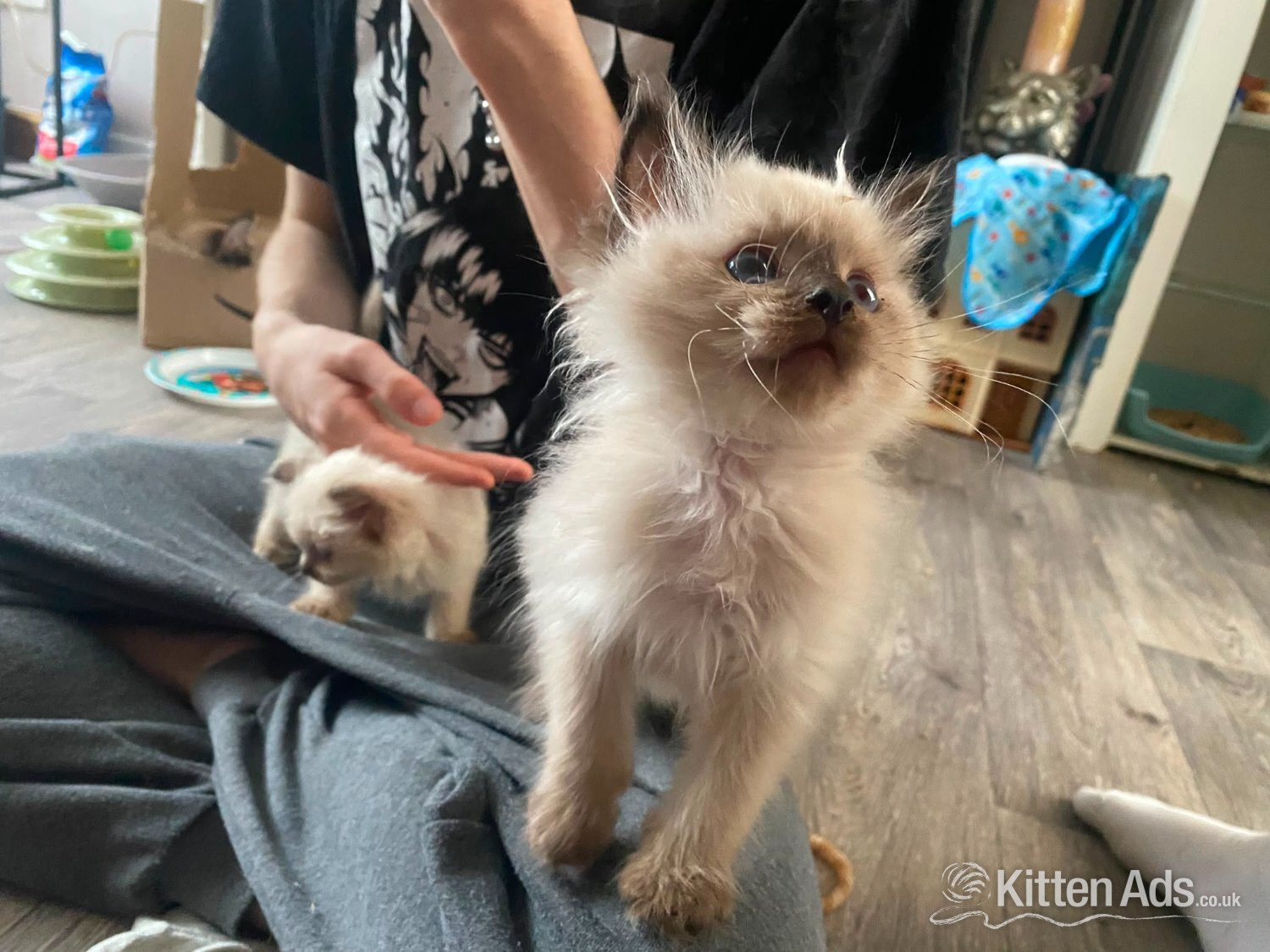 Ragdoll - Beautiful playfull seal point Ragdoll